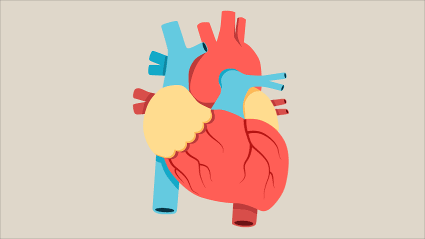 心脏跳动的解剖学