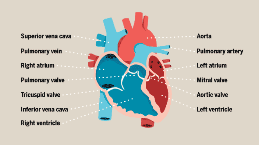 心脏血液流动的解剖学