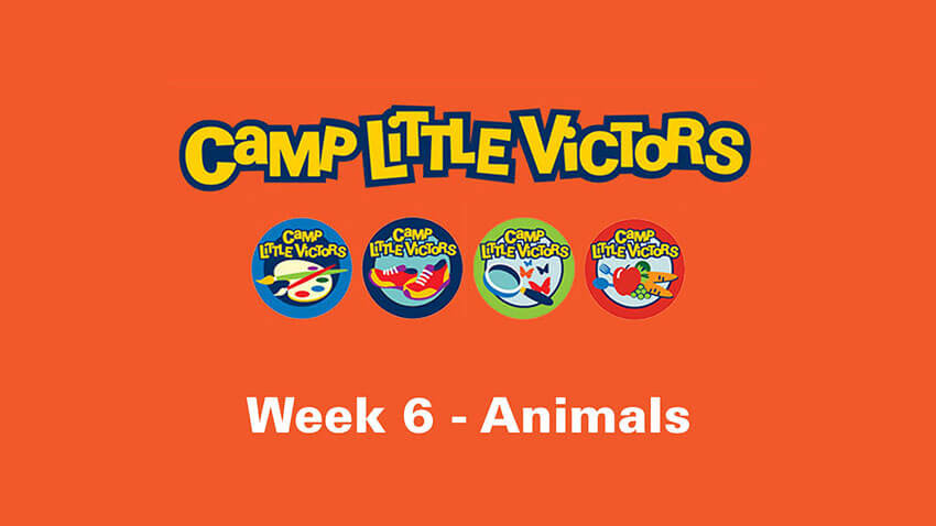 小胜利者的第6周的动物营